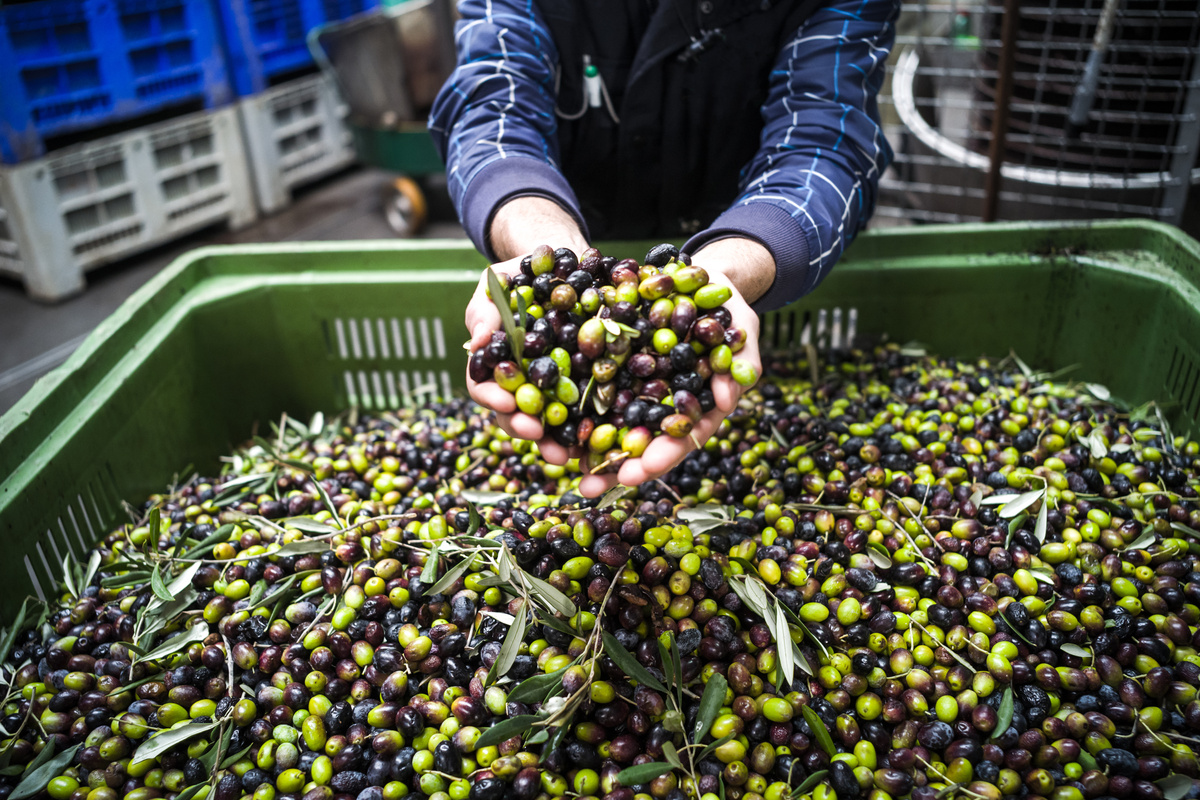 Making of Olive oil in Puglia